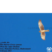 گونه سنقر خاکستری Hen Harrier